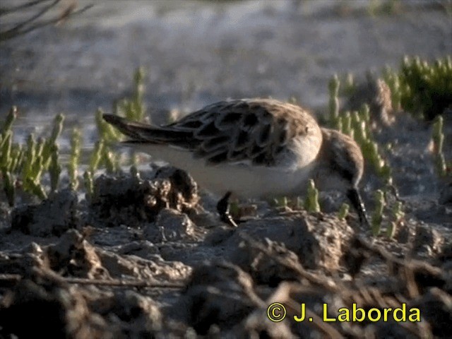 Little Stint - ML201893531