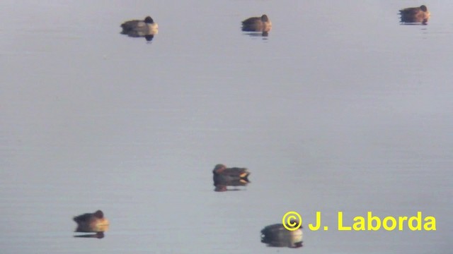 Zertzeta arrunta (eurasiarra) - ML201893631