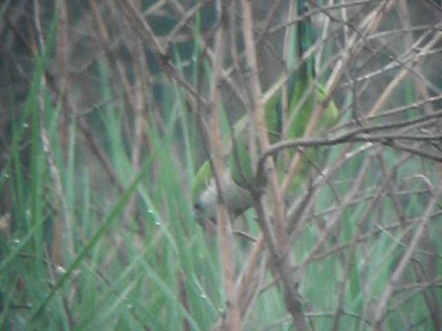 Monk Parakeet (Monk) - ML201893851