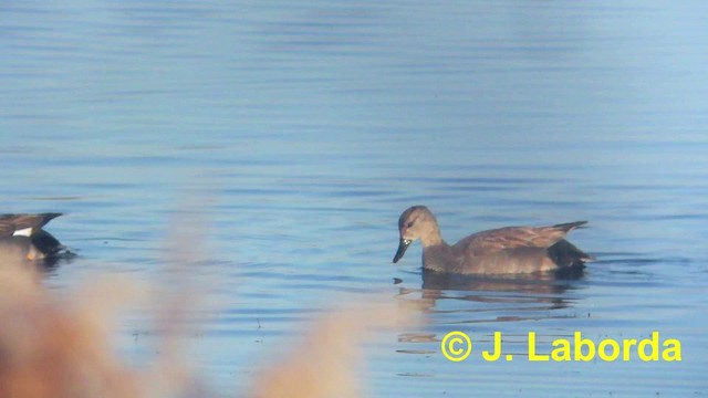 Canard chipeau - ML201893931