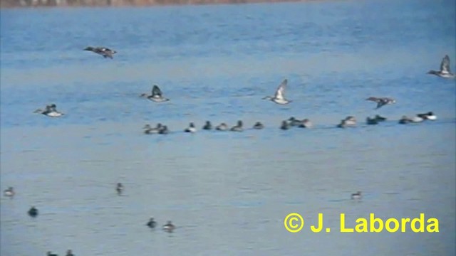 Zertzeta arrunta (eurasiarra) - ML201893951