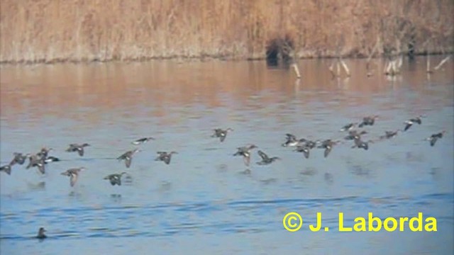 Zertzeta arrunta (eurasiarra) - ML201893981