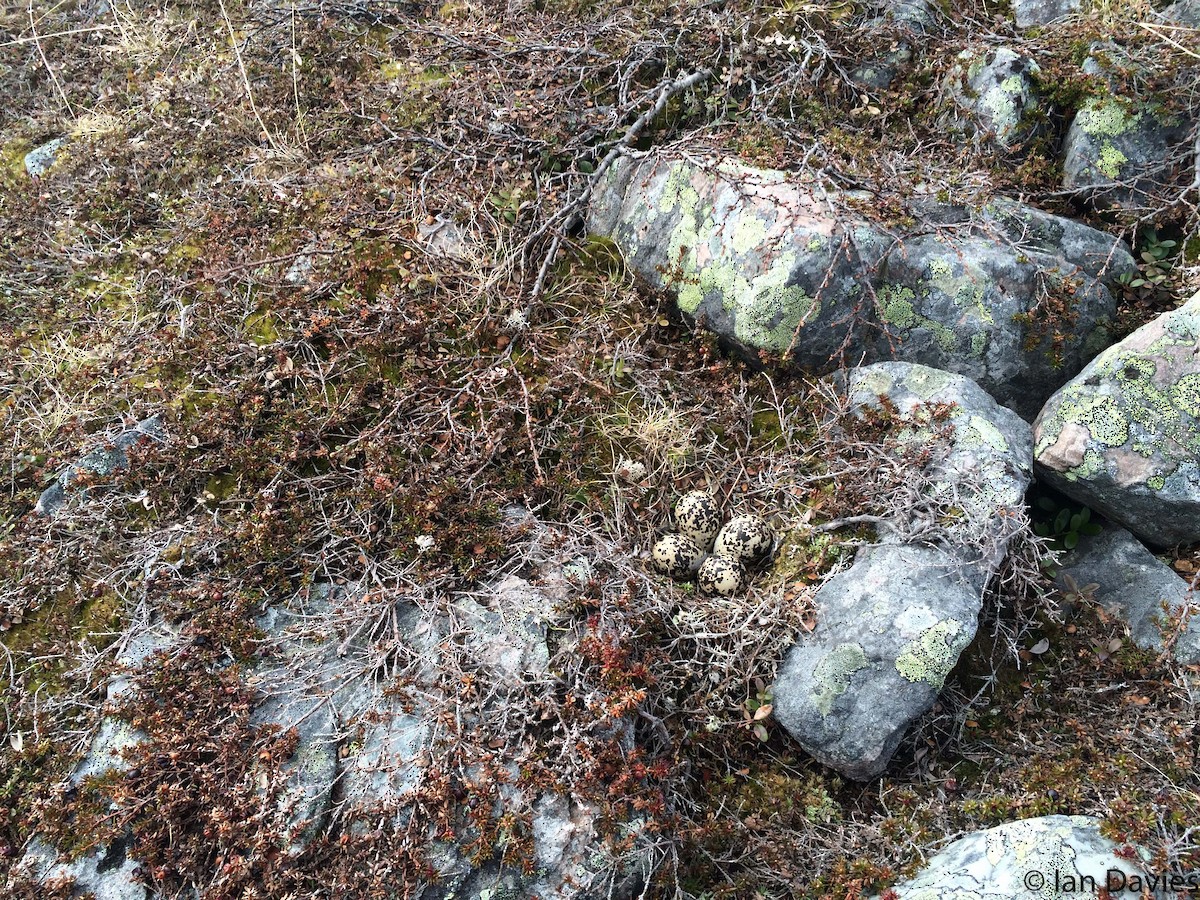 European Golden-Plover - ML20189401