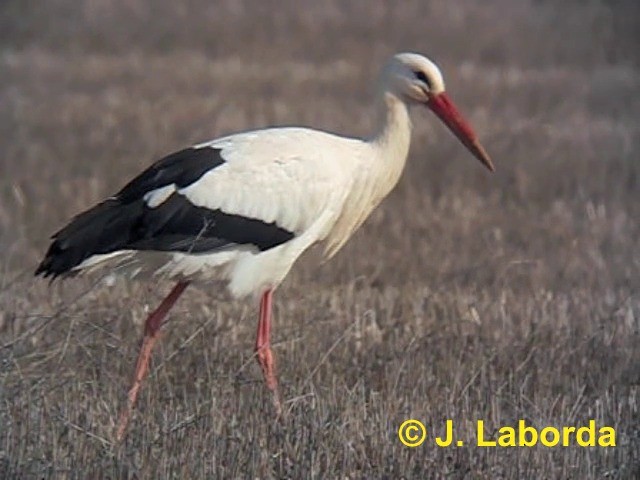White Stork - ML201894021