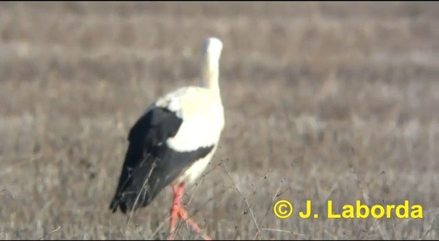 White Stork - ML201894091