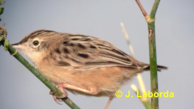 Zitting Cisticola (Western) - ML201894791