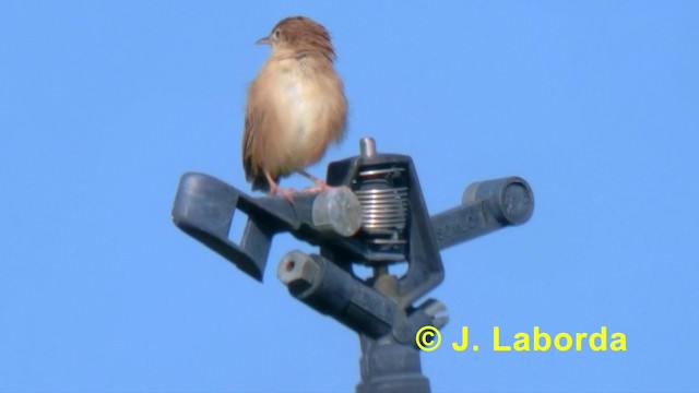 Zitting Cisticola (Western) - ML201894981