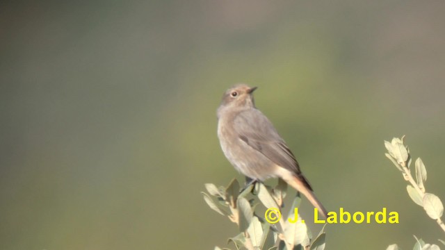 Colirrojo Tizón (gibraltariensis/aterrimus) - ML201895161