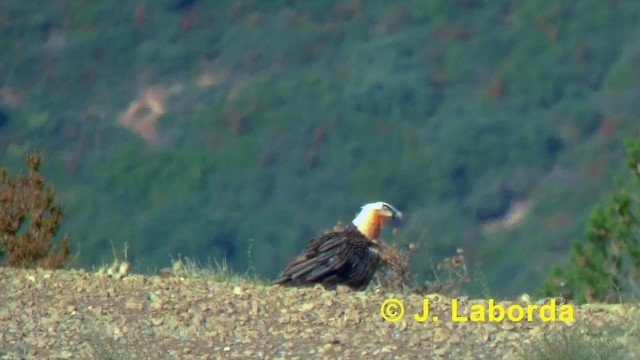 Bearded Vulture (Eurasian) - ML201895241