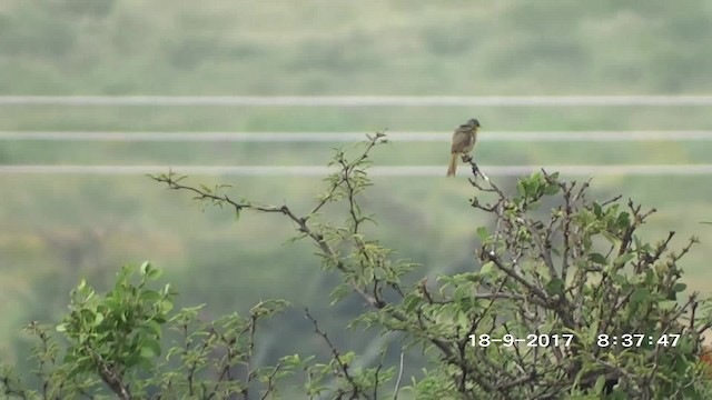 Gray-crowned Yellowthroat - ML201895301