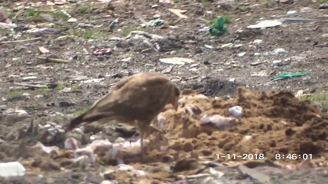 Caracara montagnard - ML201895341