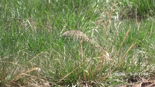 Andean Flicker (Southern) - ML201895351