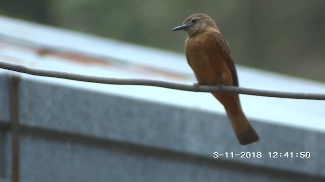 Rufous-bellied Bush-Tyrant - ML201895401