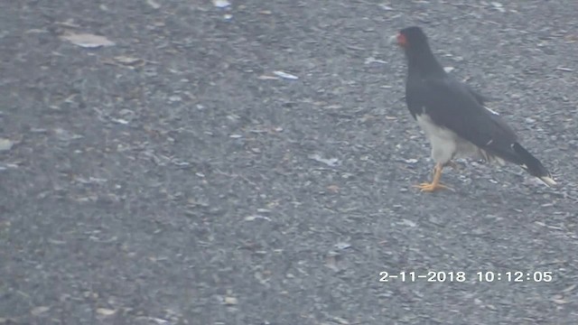 Caracara montagnard - ML201895411