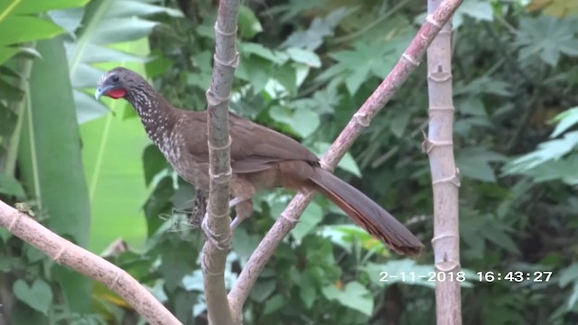 Andean Guan - ML201895441