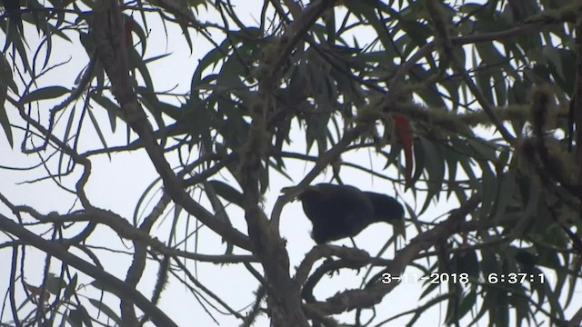 Crested Oropendola - ML201895461