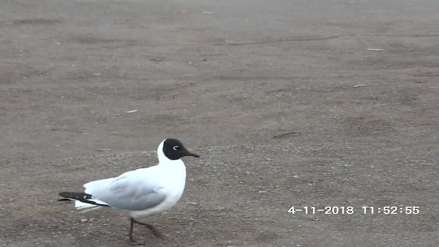 Andean Gull - ML201895491