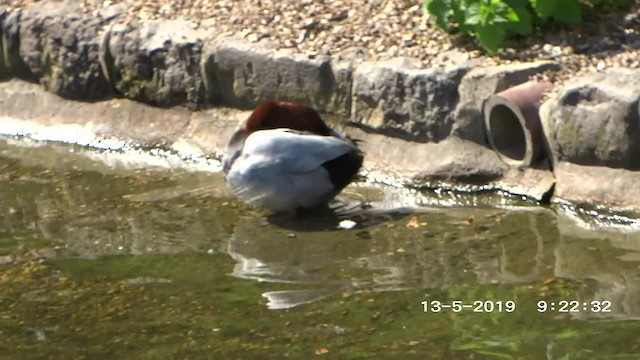 Common Pochard - ML201895531