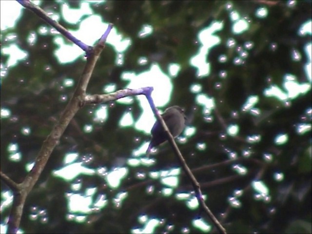 White-throated Pewee - ML201895631