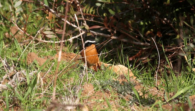 Moussier's Redstart - ML201895681