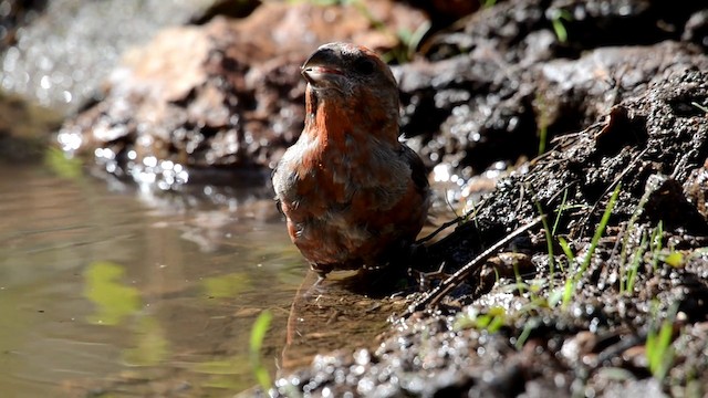 Red Crossbill (Balearic) - ML201895981