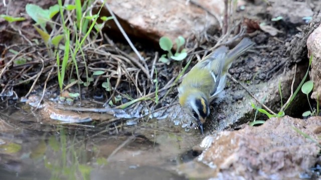 Common Firecrest - ML201896001