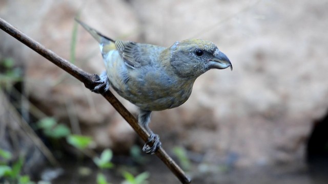 Red Crossbill - ML201896011