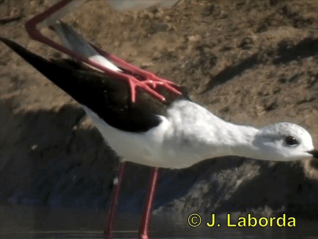 Black-winged Stilt - ML201896281