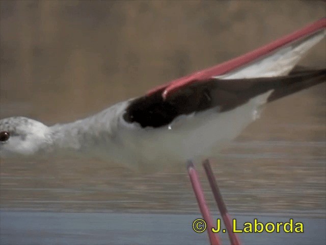 Black-winged Stilt - ML201896331