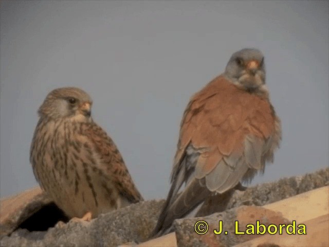 Lesser Kestrel - ML201896471