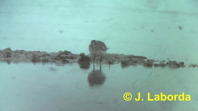 Black-bellied Plover - ML201897031