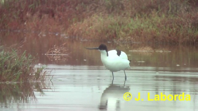 Pied Avocet - ML201897161