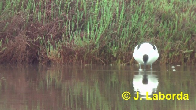 Avocette élégante - ML201897221