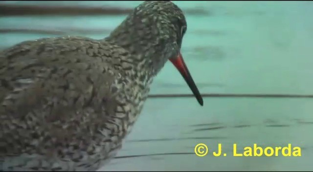 Common Redshank - ML201897231