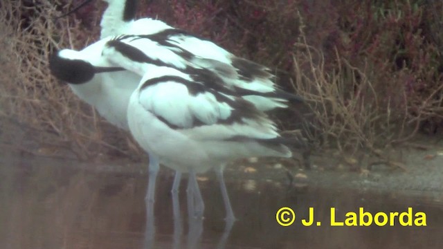 Pied Avocet - ML201897261