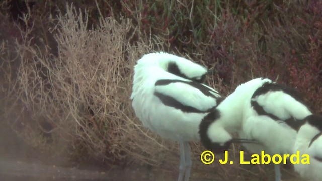 Avocette élégante - ML201897301