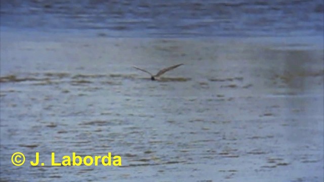 Black Tern (Eurasian) - ML201897491