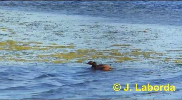 Eared Grebe - ML201897531