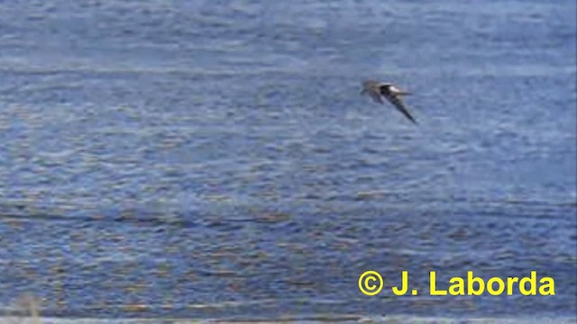 Black Tern (Eurasian) - ML201897541