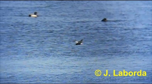 Black Tern (Eurasian) - ML201897581