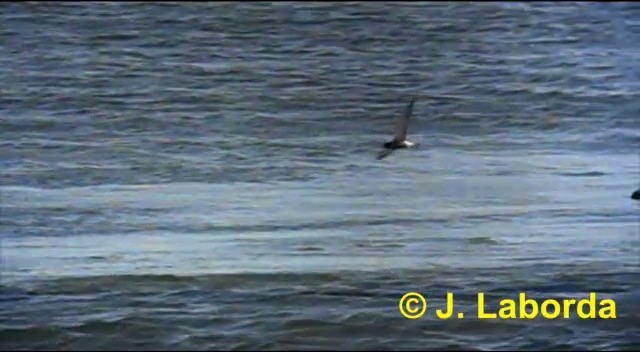 Black Tern (Eurasian) - ML201897651