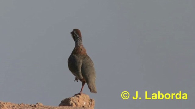 Red-legged Partridge - ML201897701