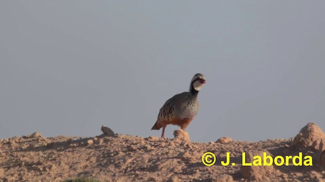 Red-legged Partridge - ML201897791