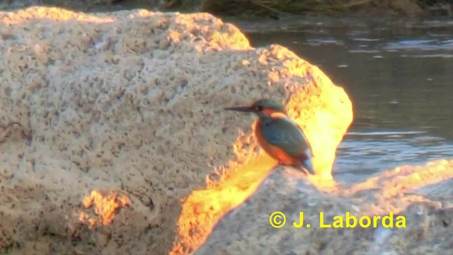 Common Kingfisher (Common) - ML201898051