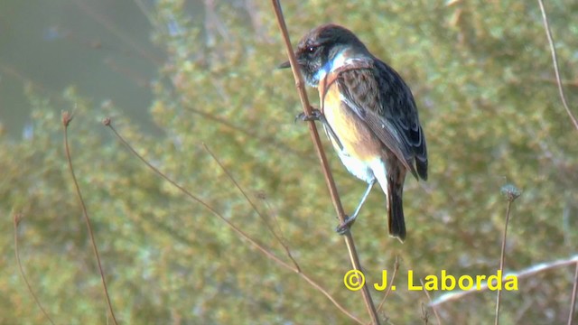 European Stonechat - ML201898331