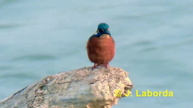 Common Kingfisher (Common) - ML201898701