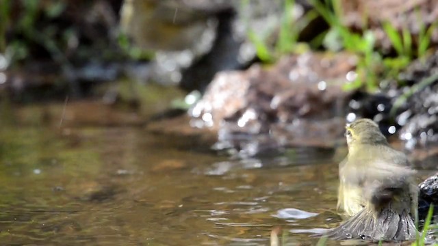 Willow Warbler - ML201898791