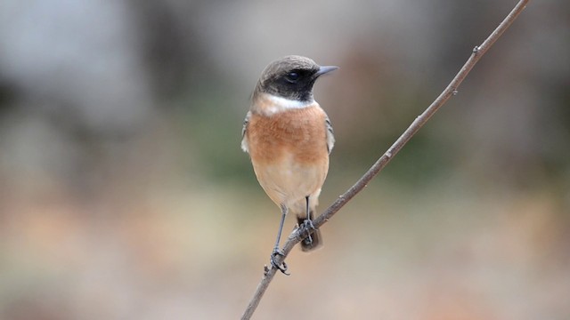 European Stonechat - ML201898851