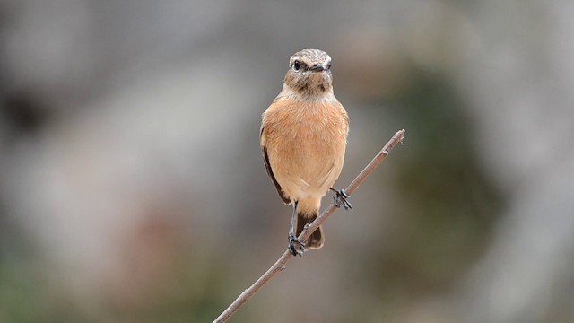 European Stonechat - ML201898861