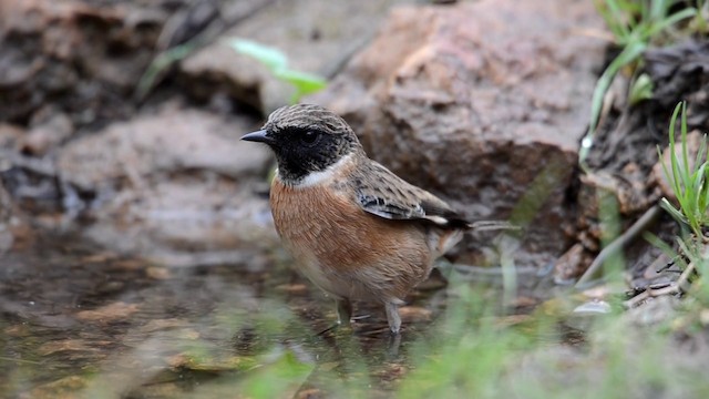 European Stonechat - ML201898871